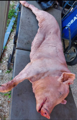 full size split in half Pig latex foam filled prop