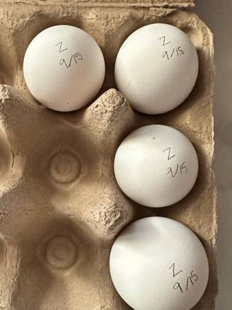 Zombie Chicken Hatching Eggs