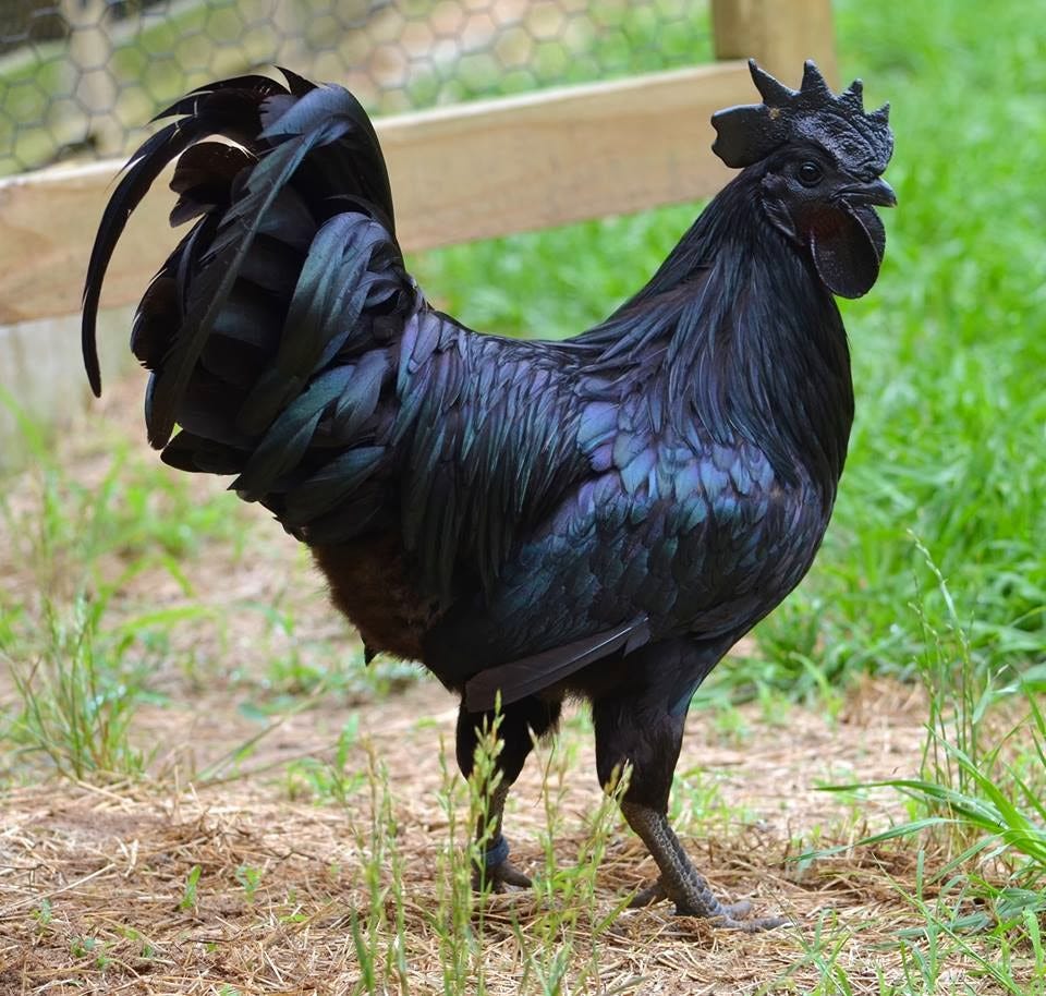 Ayam Cemani - Rooster