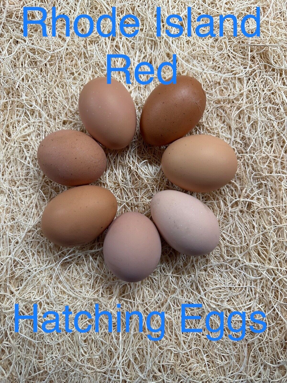 Rhode Island Red Hatching Eggs