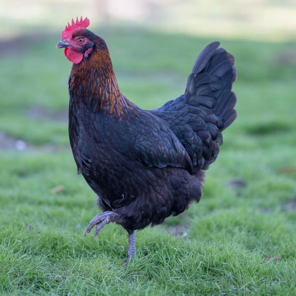 Black Copper Maran - Hen