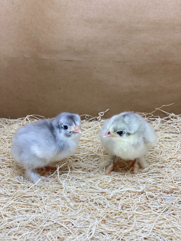 Unsexed Splash Blue Cochin Bantams