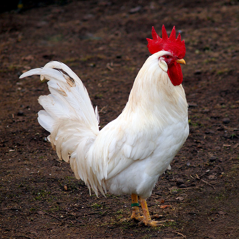 White Leghorn - Rooster