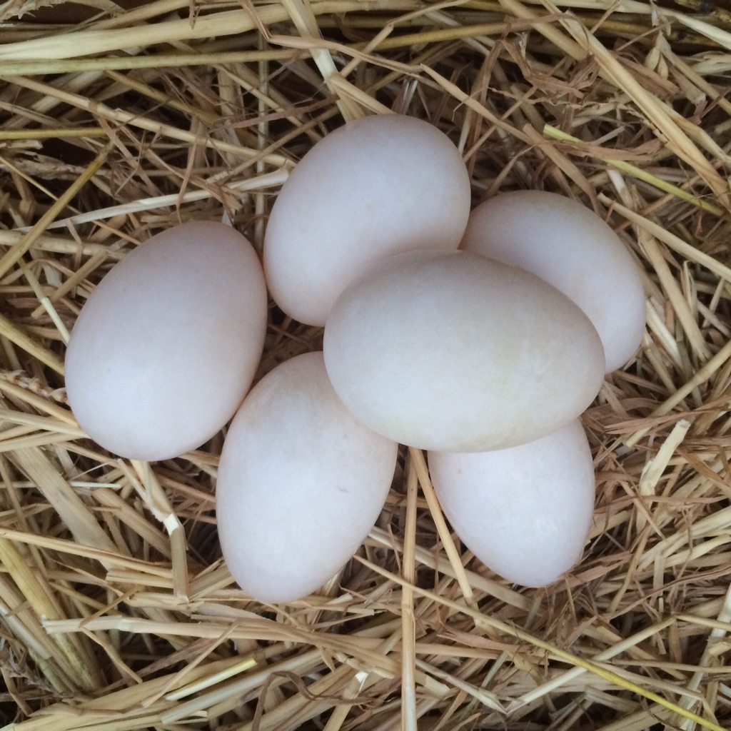 Peking Duck Eggs