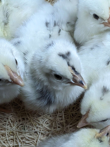 Unsexed Zombie Chicks