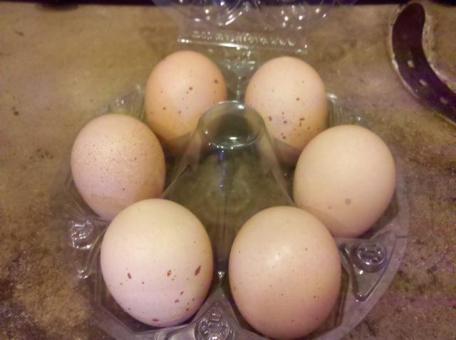 Barred Rock Hatching Eggs
