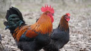 Black Copper Maran - Rooster