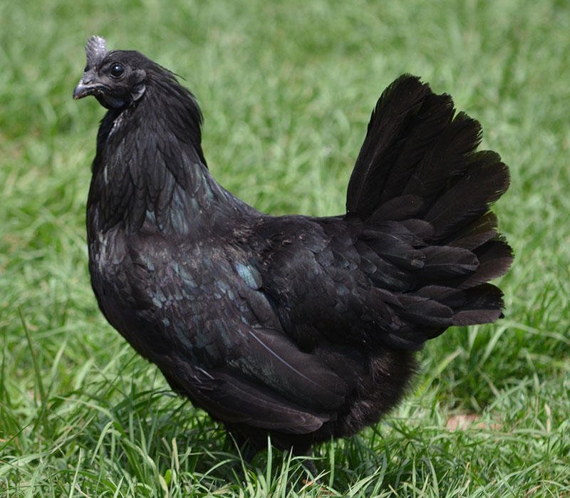 Ayam Cemani - Hen