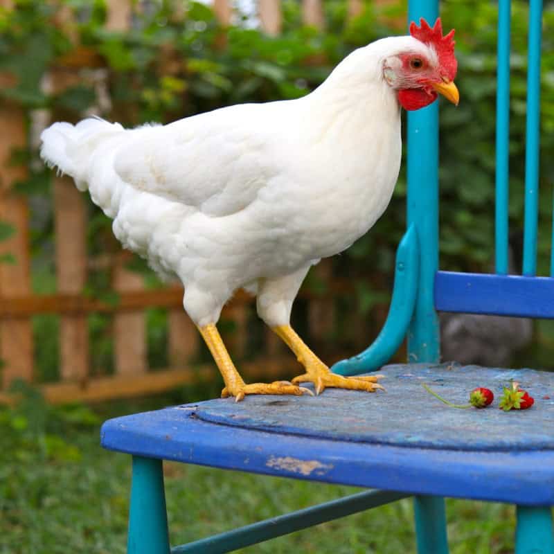 White Leghorn - Hen
