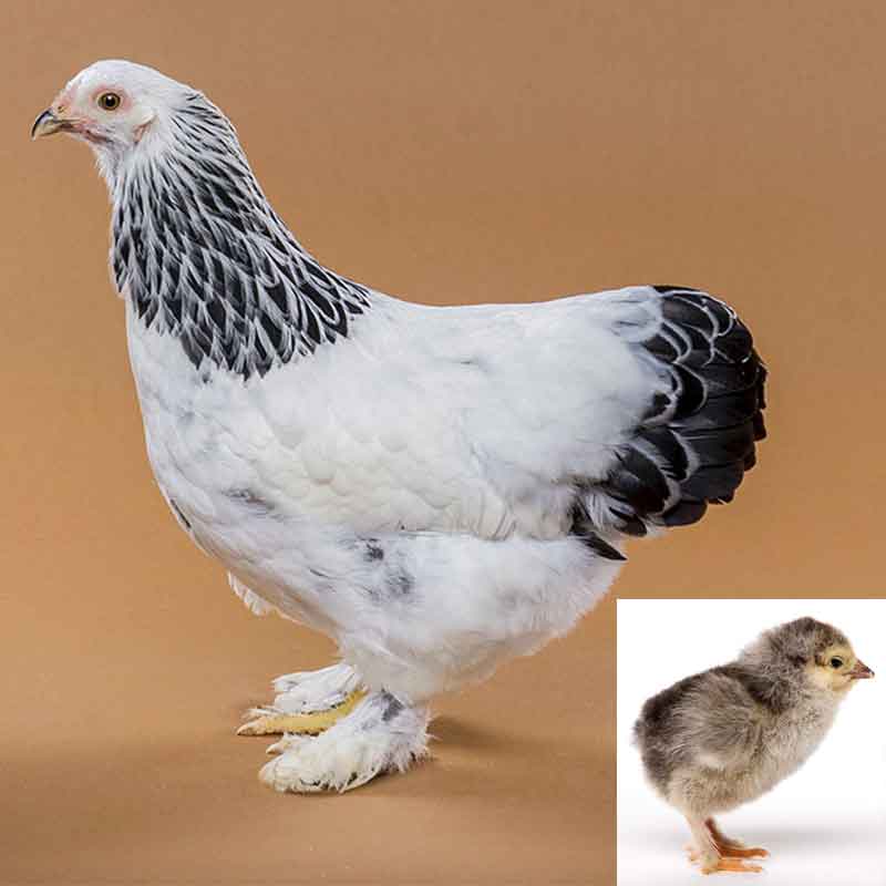 Light Brahma - Hen