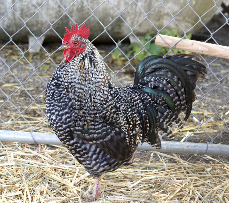 Barred Rock - Rooster