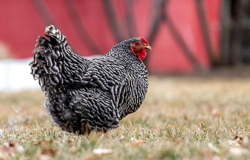 Barred Rock - Hen