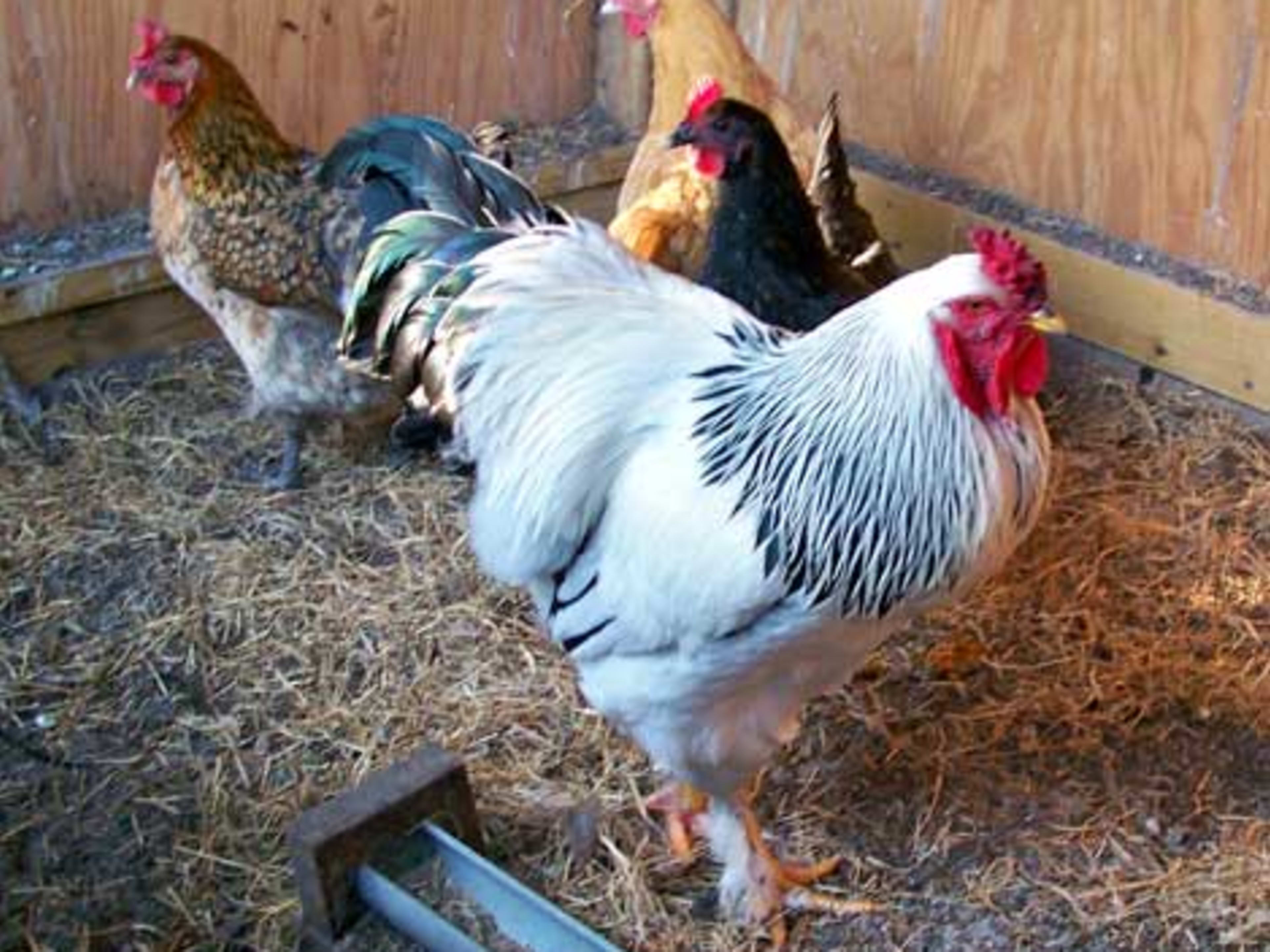 Light Brahma - Rooster