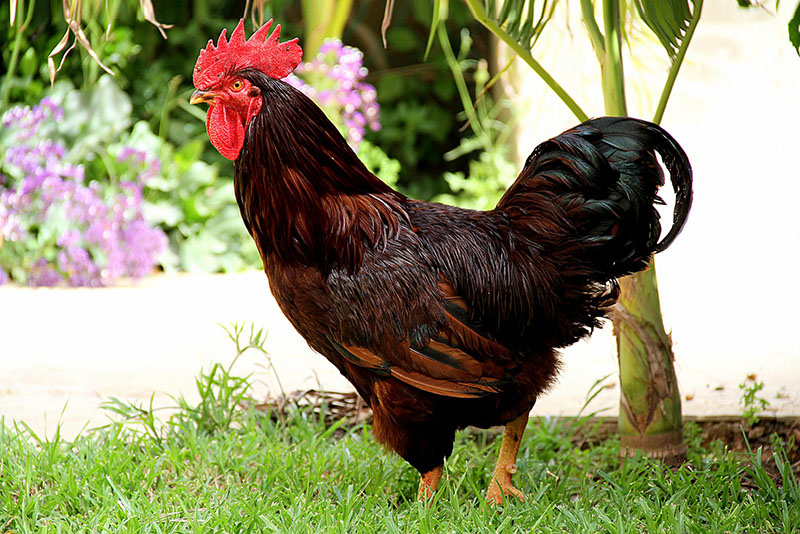 Rhode Island Red - Rooster