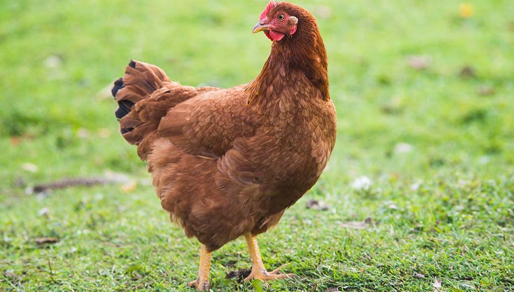 Rhode Island Red - Hen