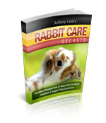 RABBIT CARE