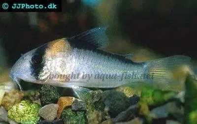 Corydoras / adolfoi Adolfo's Cory