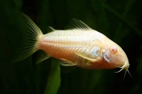 Albino Corydoras