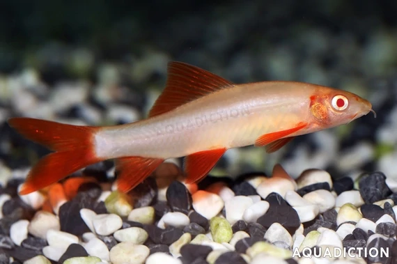 Albino rainbow shark
