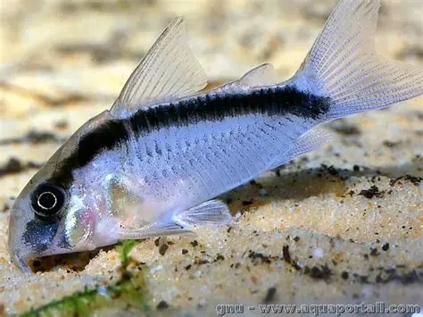 Corydoras / arcuatus (skunk)