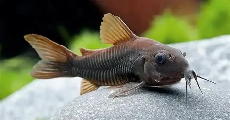 Black Corydoras
