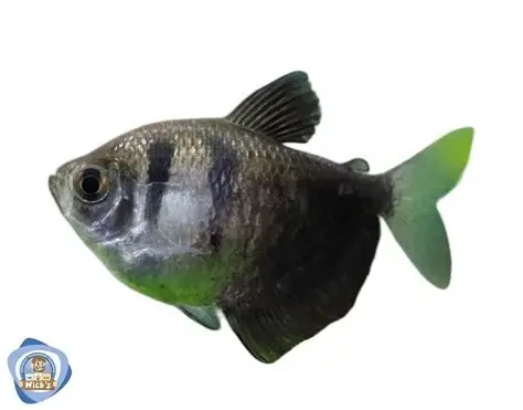 Gymnocorymbus / ternetzi Black Widow Tetra