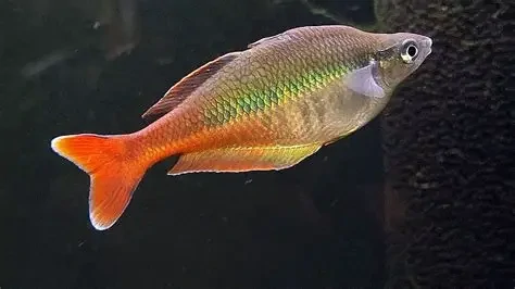 Bleher's Rainbowfish