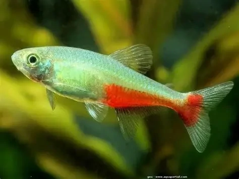 Aphyocharax / rathbuni Rathbun's Bloodfin