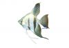 Pterophyllum scalare / blue diamond