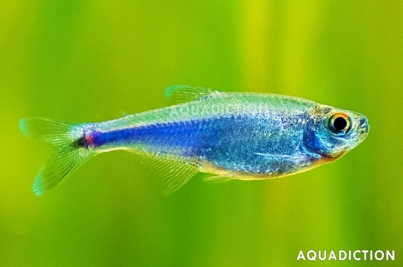 Boehlkea / fredcochui Cochus blue tetra