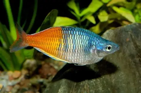 Boesemann's Rainbow Fish