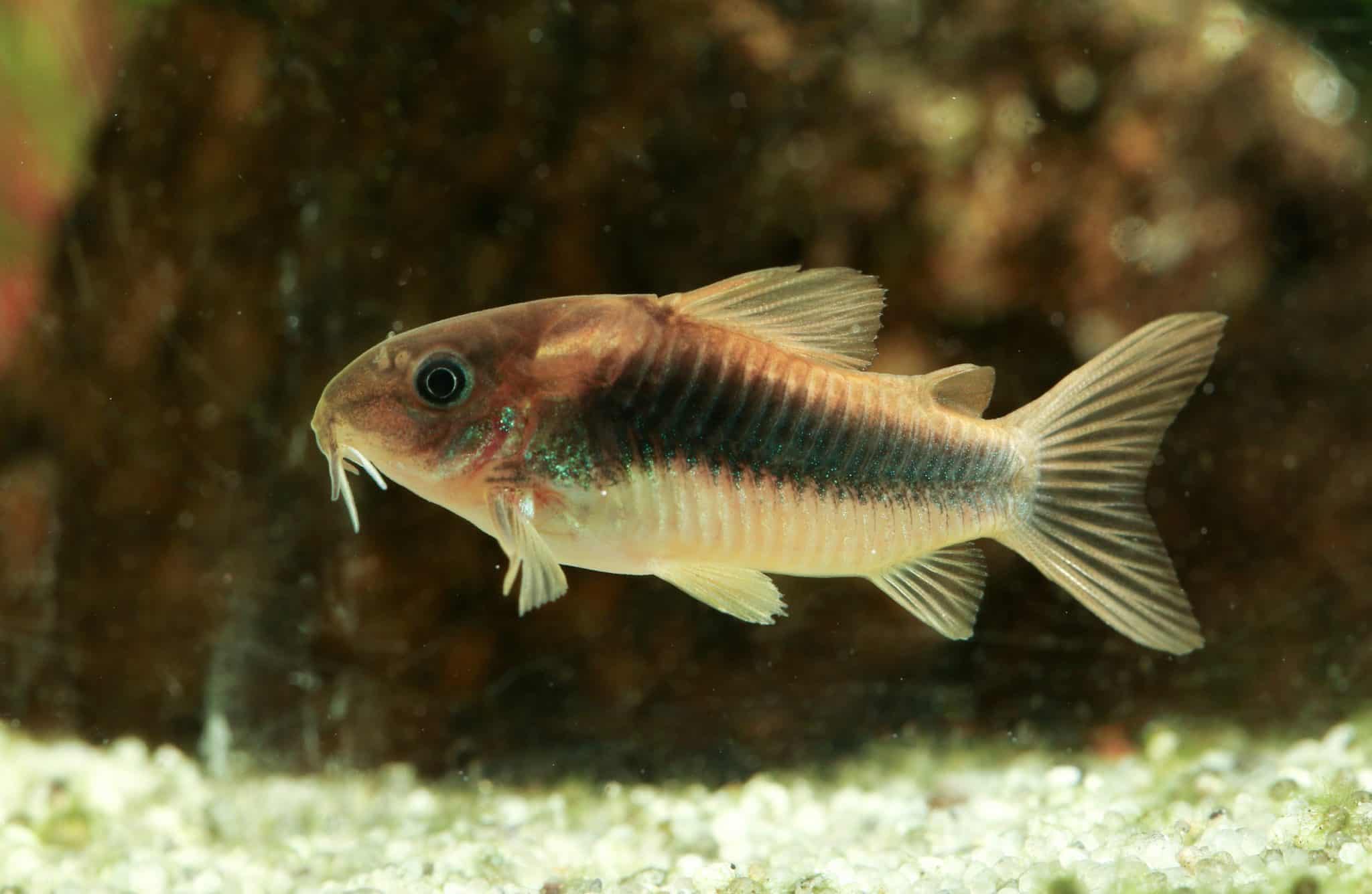 Bronze Corydoras
