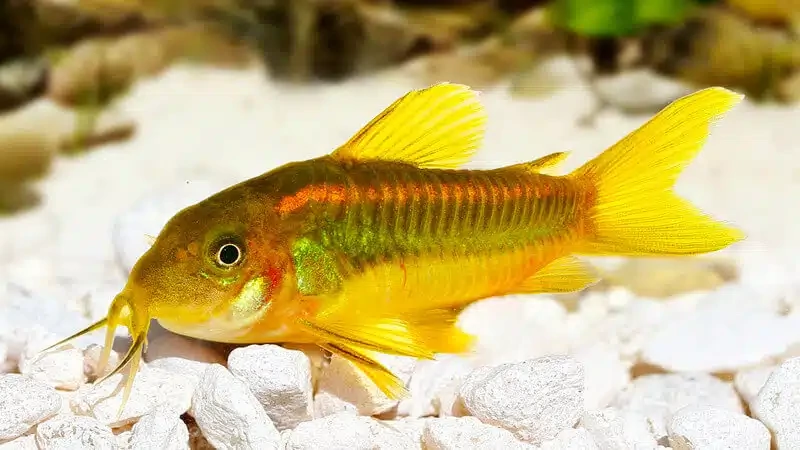 bronze gold stripe corydoa