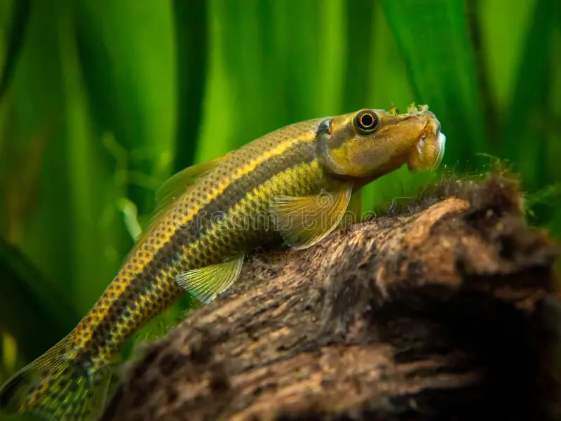 Chinese algae eater