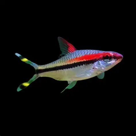 Puntius / denisonii (denison barb)