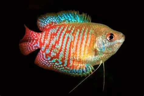Dwarf Gourami