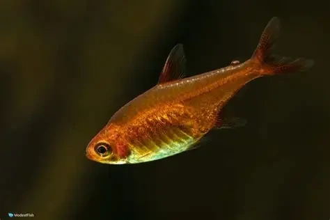 Ember tetra
