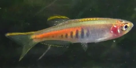 Glowlight Danio