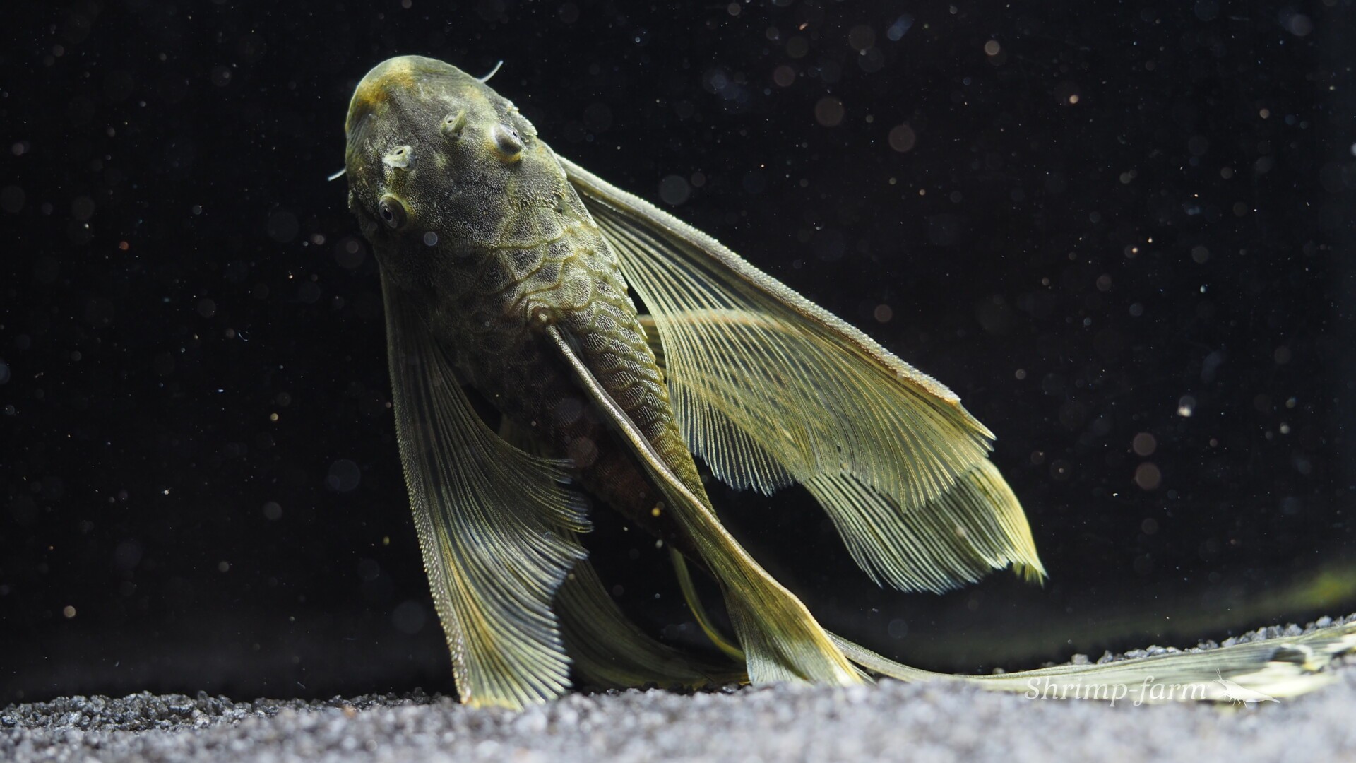 Ancistrus / green dragon long fin