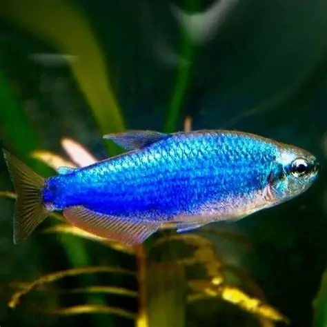 Inpaichthys / kerri superblue