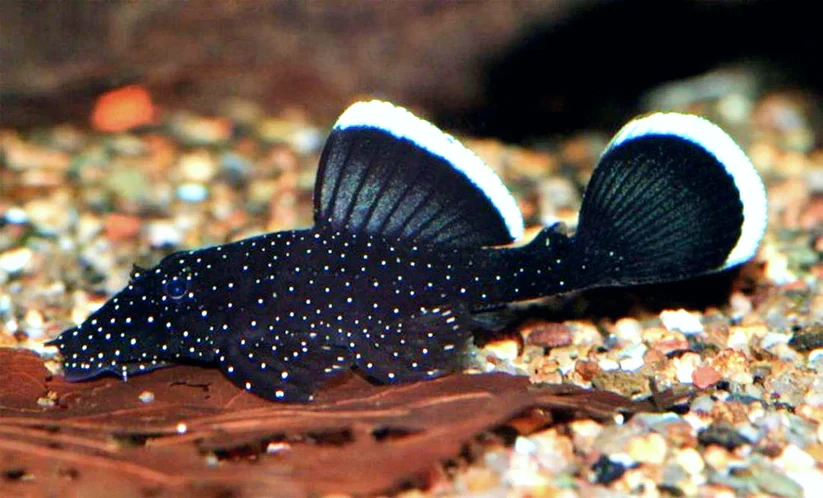 L181 Ancistrus / sp. (peppermint)