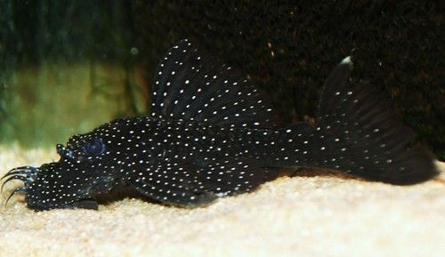 Ancistrus / L213 silver spoted bristlenose