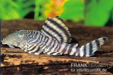 L226 Panagolus / changae (tiger pleco)