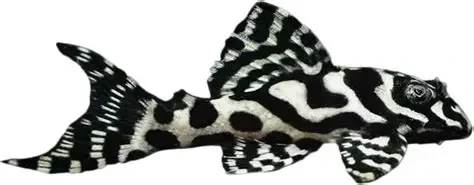 L236 Hypancistrus / basic (high white)