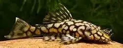L519 Ancistrus / Rio Itenez (honeycomb bristlenose)