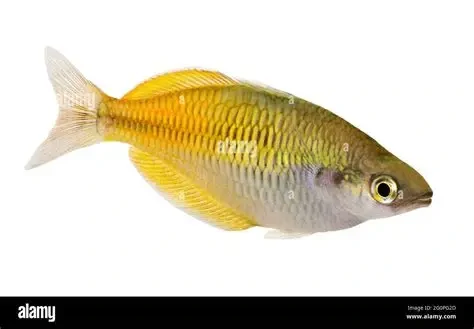 Lake Tebera Rainbowfish