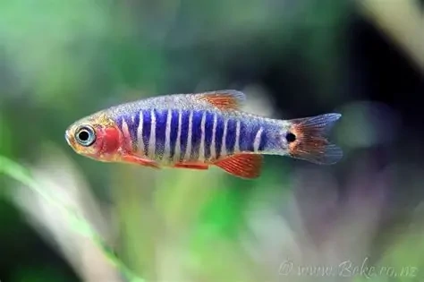 emerald dwarf danio