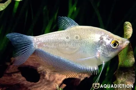 Moonlight Gourami