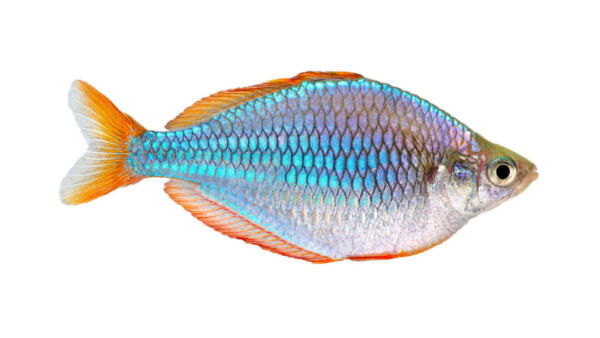 Neon Dwarf Rainbow