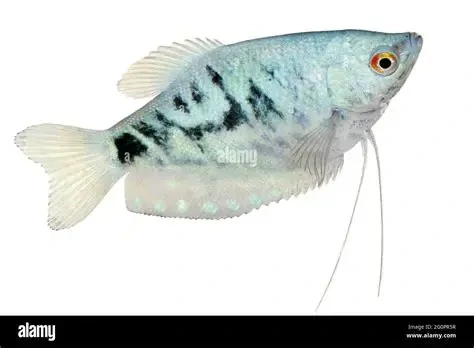 Opaline Gorarmi